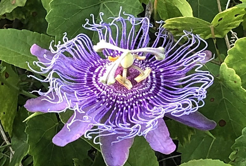 CONTEST SU2022 JOAKES Passion Flower