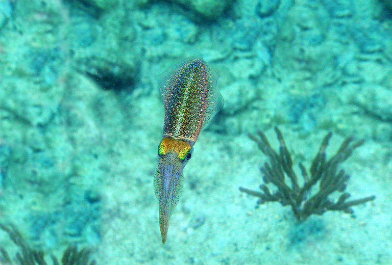 CONTEST W2022 JMARINCAS CALAMARI