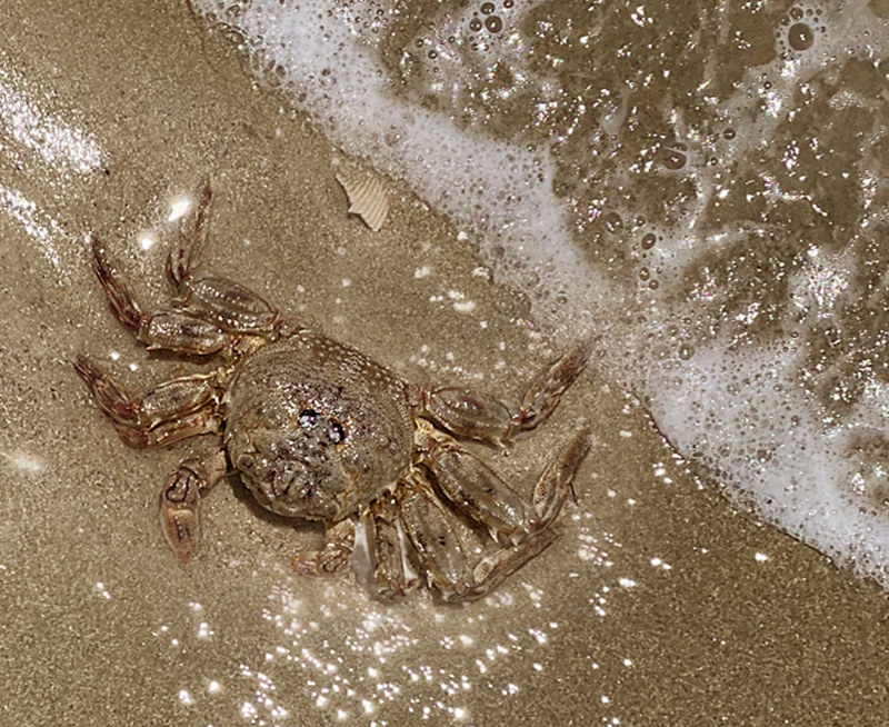 SMILING CRAB CROPPED FINAL